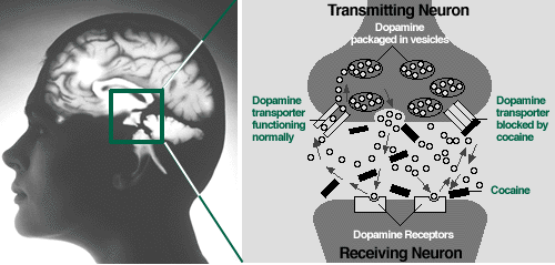 Cocaine and the Brain